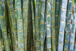 Bambus, Sri Lanka