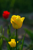 Fototapeta Tulipany - yellow tulip