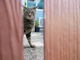 Fototapeta  - Siamese strip tabby cat looking through fence's gap