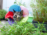 Fototapeta  - Injured cat with colorful soft collar eat small bamboo plant in garden