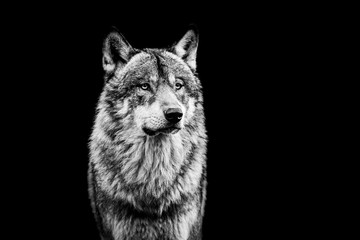 Canvas Print - grey wolf with a black background in b&w