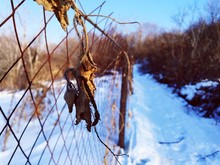 Close-up Of Dry Leaf On Metal Fence Over Snow Covered Field