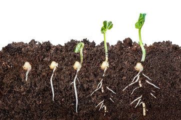 the process of seed germination in the soil in the section. isolated on white background