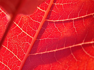 red leaf macro