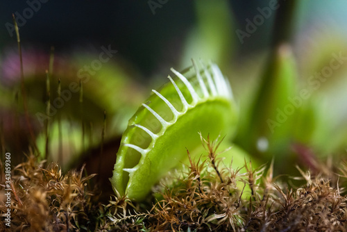 Fotomural Pianta carnivora dionaea in giardino