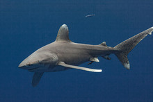 Oceanic White Tip Sharks In The Bahamas Waters