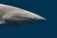 Oceanic White Tip Shark Head At Very Close Range