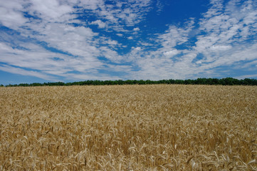 Golden ears of ripe wheat. Closeup ears on a wheat field against a blue sky and white clouds