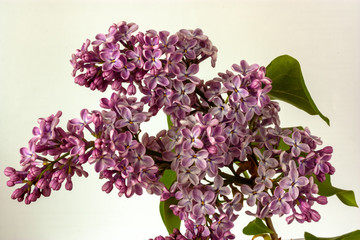 branch of lilac