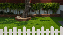 Selective Focus At Large Tree Trunk And Row Of Green Bush Plant On Artificial Turf In Front Yard Of Home With Blurred White Wooden Fence On Foreground, Home Gardening And Exterior Architecture Concept
