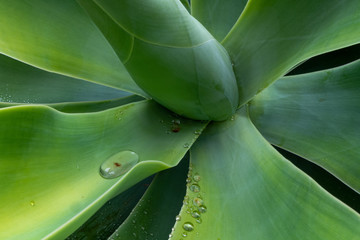 agave