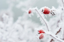 Close-up Of Red Flower In Snow