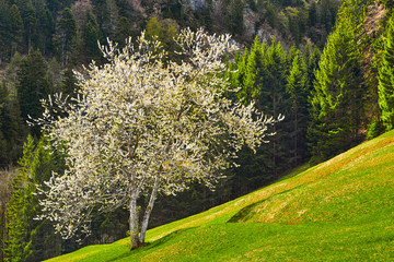 Wall Mural - Spring in the Alps