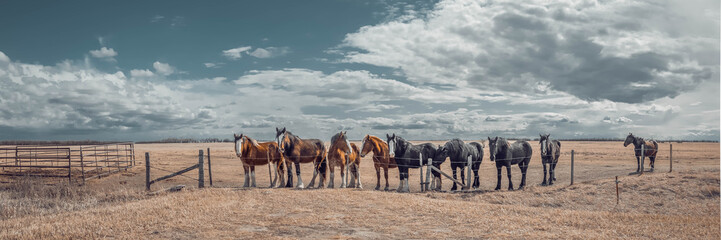 horses on the prairie in spring