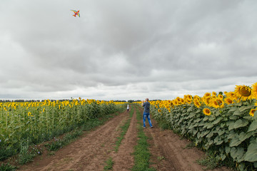 Wall Mural - A father and son fly a kite in a field of sunflowers.