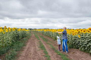 A father and son fly a kite in a field of sunflowers.