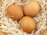 Fototapeta Kuchnia - Brown eggs in a basket