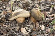 Boletus Aereus Queen Bronze Bolete Delicious Edible Mushroom With Dark Brown Top And Whitish Pores