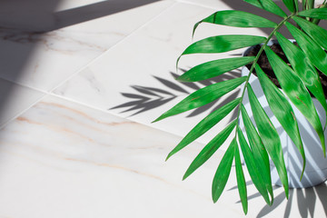 Green tropical leaves on white marble background. Copy space for design art work wallpaper. Summer concept, top view