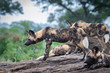© Mint Images - A pack of wild dog, Lycaon?pictus, stand a lie together