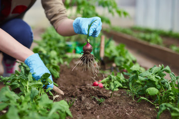 Gardeners hands planting and picking vegetable from backyard garden. Gardener in gloves prepares the soil for seedling.