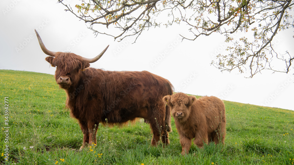 Closeup Portrait of beautiful small brown calf cow on a highland cattle ...