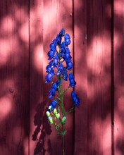 Vibrant Blue Delphinium Against Red Fence