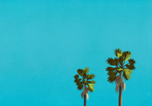 Palm Trees Against Blue Sky