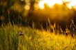 © Emma K Creative - sunset in the meadow with purple flower
