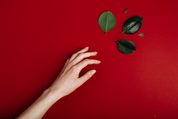 close up view of woman hand is reaching the green leaf isolated on red background