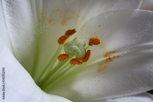 Photographie Liliens in einem Straußarrangement