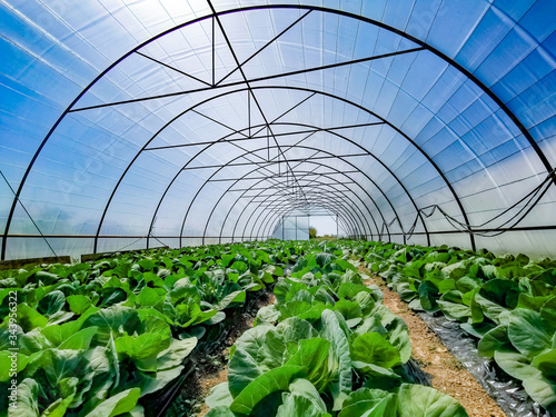 Organic cabbage growing in micro farm greenhouse Poster Mural XXL