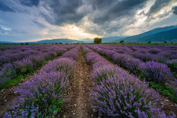 Wall Mural - stunning view with a beautiful lavender field at sunset