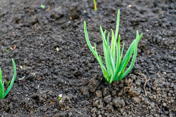 Group of the beginnings in soil, Close up of a plant sprouting from the ground