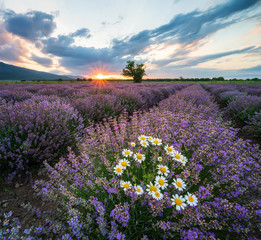 Wall Mural - stunning view with a beautiful lavender field at sunrise