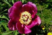 New Peony Flowers Just Unfurled Fresh And Natural In Late Spring Early Summer