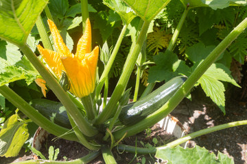 Wall Mural - Zucchini and flowers in a vegetable garden during summer