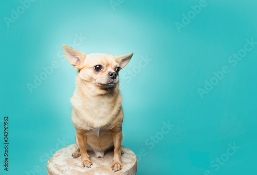 Cuadros en Lienzo Tan chihuahua sitting on stool on aqua background, clean modern