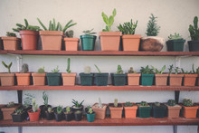 Assorted Cactus And Succulent Plants On Shelf Garden.