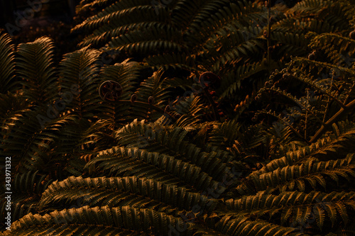 Palm Plants at Sunset in Summer