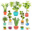 © monamonash - Indoor plants flat color illustrations set. Realistic houseplants in beige pot on metal stands. Exotic flowers with stems and leaves. Ficus, snake plant, sansevieria isolated botanical design element