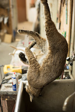 A Bobcat Hangs Above A Sink In A Taxidermy Shop.