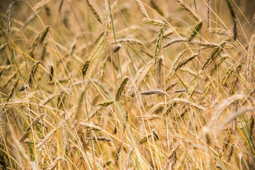 Spikelets of wheat in the field
