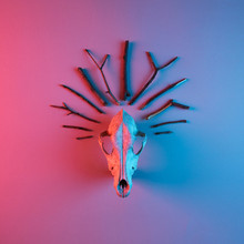 Animal Skull Decorated With Branches Tiara, Lit With Red And Blue Neon Light. Trendy Minimal Occult Flat Lay Concept.
