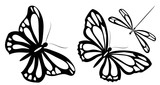 Fototapeta Motyle - butterfly571
