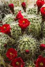 Blooming Red Cactus Flowers On A Claret Cup Cactus