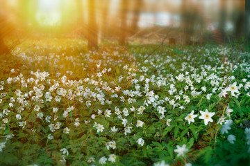 Wall Mural - Forest blooming in springtime. White flowers in forest