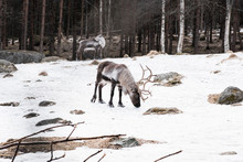 Wild Reindeer Walking In The Snow In Winter In Sweden