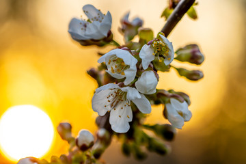 Wall Mural - blooming cherry blossoms close-up against the background of the sunset sun disk