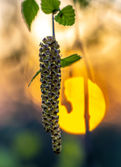 Wall Mural - birch blossom, inflorescence close-up on the background of the orange sun disk